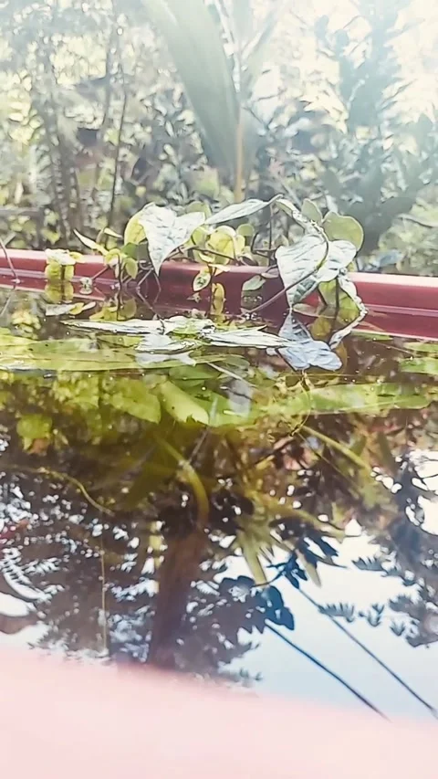 The view in the small pond is really beautiful Stock Footage 278708884