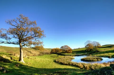View of a small pond with trees Stock Photos