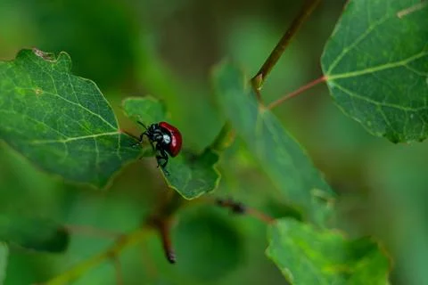 View of a small red beetle crawling on green leaves of a tree Stock Photos