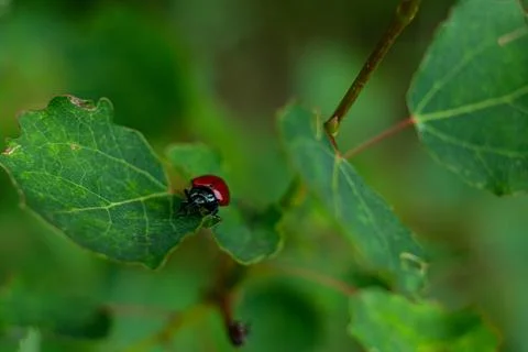 View of a small red beetle crawling on green leaves of a tree Stock Photos