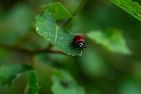 View of a small red beetle crawling on green leaves of a tree Foto stock