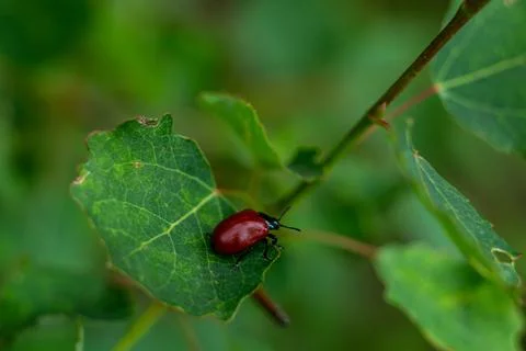 View of a small red beetle crawling on green leaves of a tree Foto stock