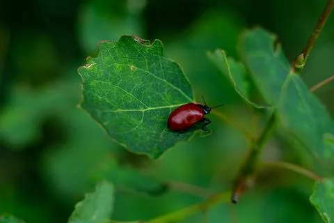 View of a small red beetle crawling on green leaves of a tree Stock-Fotos