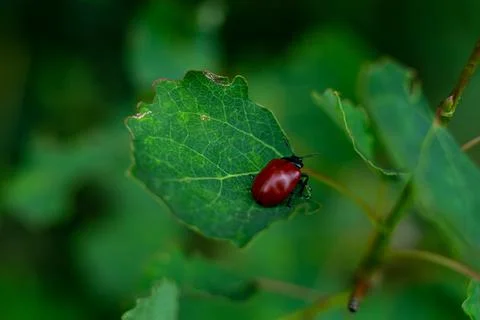 View of a small red beetle crawling on green leaves of a tree Foto stock