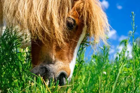 View of a small red pony with a lush mane grazing on a green meadow Stock Photos