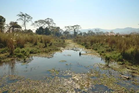 View onto a small river and lush vegetation on a safari through the Chitwan N Foto stock