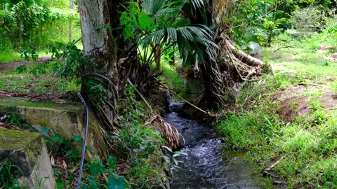 View of a small river in botanical garden in Mauritius Video stock 170167888