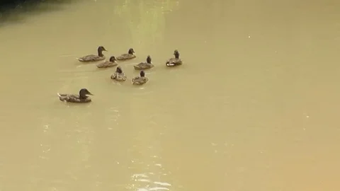 View on small river ducklings Video stock 91929651