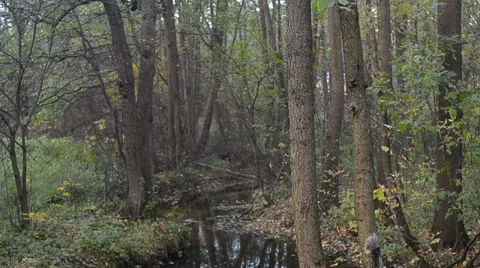 View of small river in forest Stock Footage 68799494