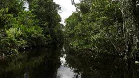 View of small river with two birds flying over in tropical jungle Stock Footage 231195639