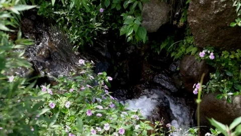 View of a small rocky river flowing in the mountains surrounded by green grass Stock Footage 319740083