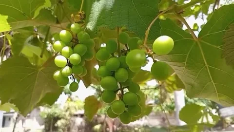 View of small, round, light green grapes Stock Footage 316525963