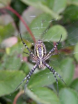 View of a Small Spider Stock Photos
