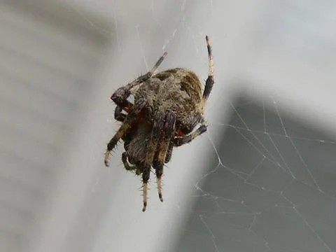 View of a Small Spider Stock Photos