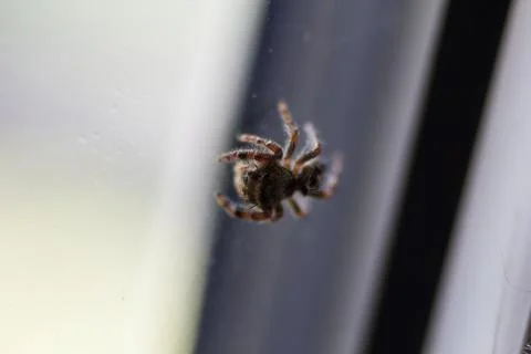 View of a Small Spider Stock Photos