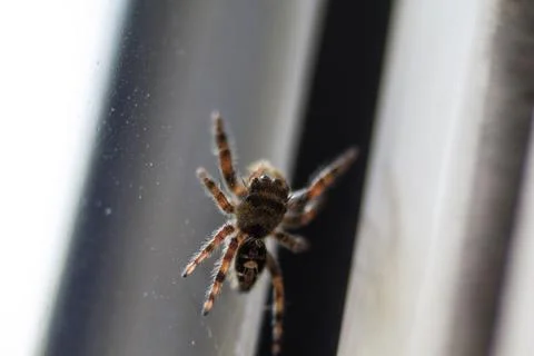View of a Small Spider Stock Photos