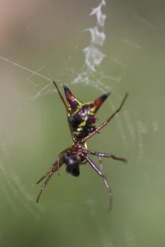 View of a Small Spider Stock Photos