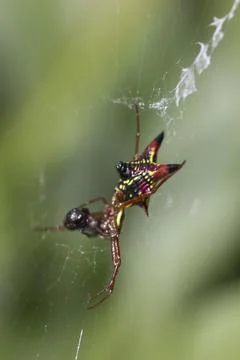 View of a Small Spider Stock Photos