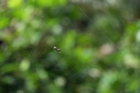 View of a small spider web with a tangled tiny insect and some debris Stock Photos