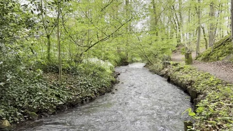 A view of a small stream flowing through the forest. Stock Footage 245427939