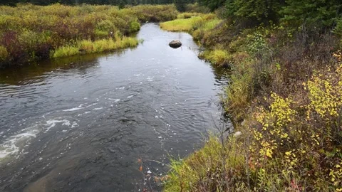 View of a small stream surrounded by golden autumn colors flowing through a Stock Footage 332719984