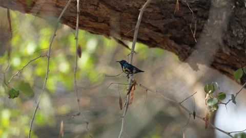 View of a small sunbird perched on a thin branch, India. Vídeos de archivo 335608360
