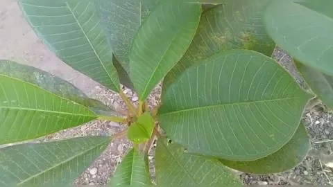 View of small teak trees Stock Footage 235700619