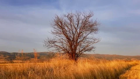 View of a small tree across the field during golden hour Stock Footage 81615965