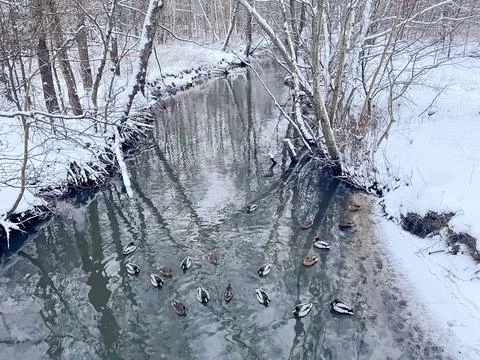 View of small unfrozen river in winter with ducks swimming surrounded by snow Stock Photos