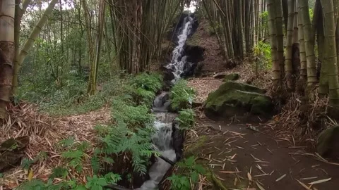 View of small waterfalls in the bamboo forest Stock Footage 243950046