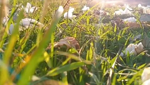 View of small white leaves Video stock 316906808