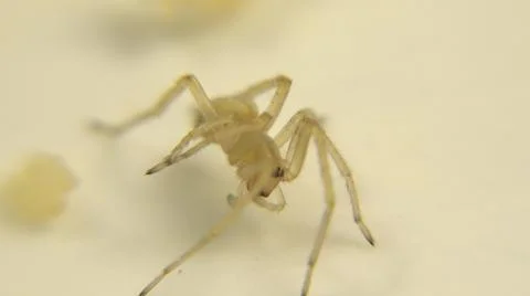 View Of Small White Spider On White Surface Stock Photos