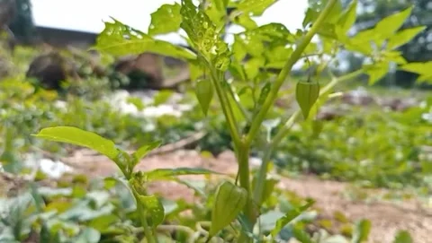 View of small young ground cherry fruit. Видео 330093732