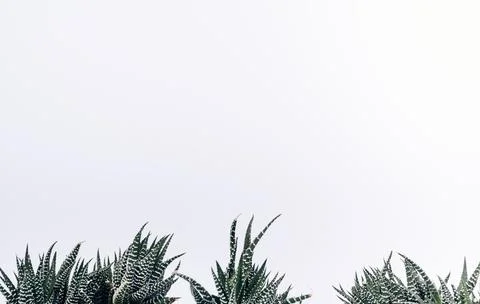 View small zebra cactus plants Foto stock
