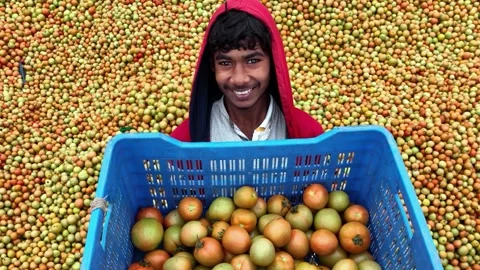 View of a smiling worker with harvested tomatoes, Bangladesh. Stock Footage 336427340
