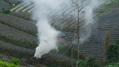 View of smoke from burning garbage in the field Stock Footage 319887993