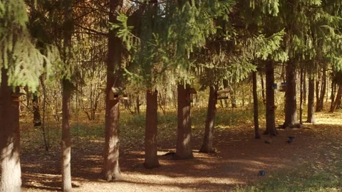 View of smooth rows of slender trees in an old public park. Wooden bird feeders Stock Footage 165282556