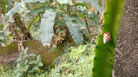 View of snails Stock Footage 237413888