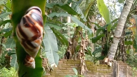 View of the snails Video stock 237761210