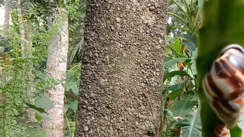 View of the snails Stock Footage 237761620