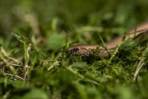 View of a snake lying on the grass in the forest on a blurry background Foto stock