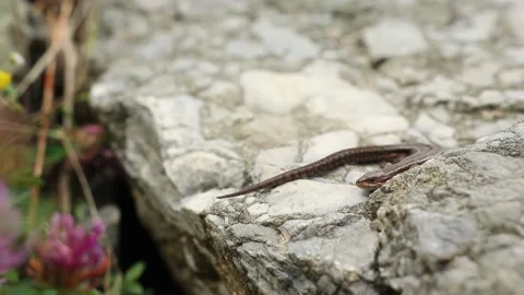 View of a snake lying on the ground near the stone on a blurry background in HD Stock Footage 160622563