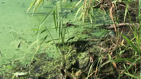 View of a snake making his way in the pond in the forest on a sunny day in 4K Stock Footage 159171883
