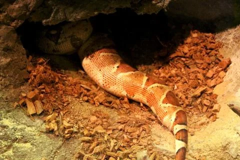 View of snake sleeping inside small cave with tail outside Stock Photos