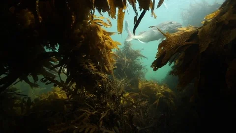 View of snapper fish from kelp forest Stock Footage 73969869