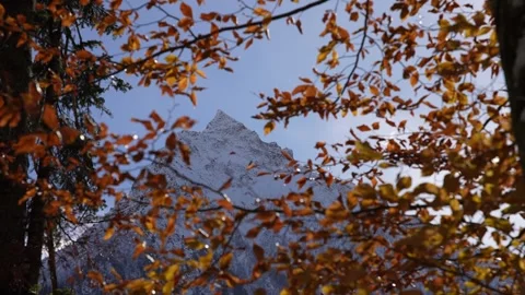 View of snow-capped mountain peak through autumn tree branches Stock Footage 310230279