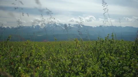 View of snow-capped mountains through meadow grass. Throwback Stock Footage 160653430