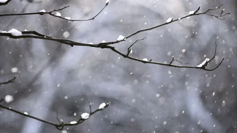 A view of a snow-covered branch and flying sparkling snow in the form of a bokeh Stock Footage 150583128