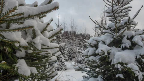 View of snow-covered evergreen trees Stock Footage 323792318