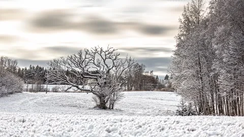 View of a snow-covered field with a bare tree, Latvia. Stock Footage 341454467